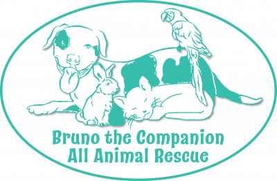 Bruno The Companion All Animal Rescue - Pet Shelter and Rescue in Littleton, Colorado