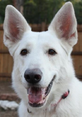 Snow Capped Shepherd Rescue - Pet Shelter and Rescue in Littleton, Colorado