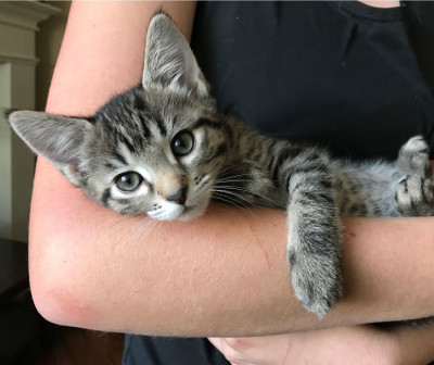 Happy Cats Haven - Pet Shelter and Rescue in Manitou Springs, Colorado