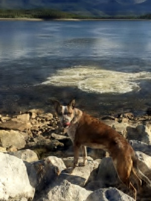 Leadville/Lake County Animal Shelter - Pet Shelter and Rescue in Leadville, Colorado