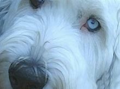 Midwest Old English Sheepdog Rescue - Pet Shelter and Rescue in Minneapolis, Minnesota