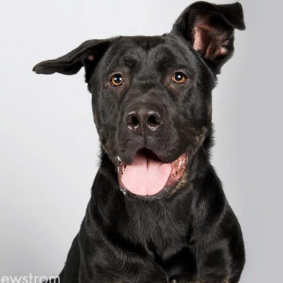 Heading Home K9 Rescue - Pet Shelter and Rescue in Minneapolis, Minnesota