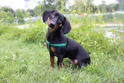 Paws First - Pet Shelter and Rescue in South Saint Paul, Minnesota