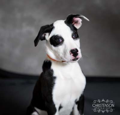 Last Hope Inc. - Pet Shelter and Rescue in Farmington, Minnesota