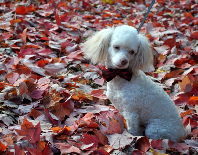 Picket Fence Poodle Rescue - Pet Shelter and Rescue in Elk River, Minnesota