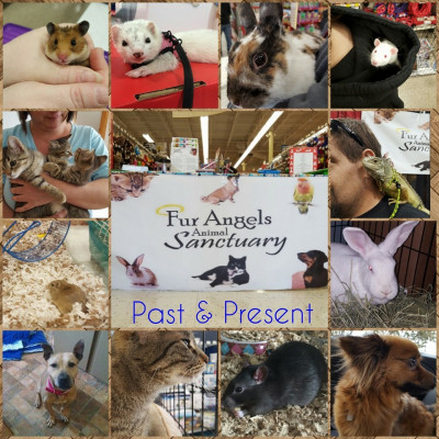 Fur Angels Animal Sanctuary - Pet Shelter and Rescue in Aurora, Illinois