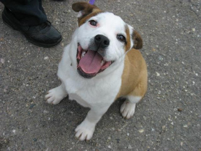 Humane Society Of Swift County - Pet Shelter and Rescue in Benson, Minnesota