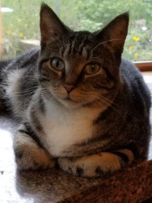 Cause For Paws Inc. - Pet Shelter and Rescue in Roseville, Minnesota