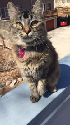 Blue Sky Rescue Of Minnesota - Pet Shelter and Rescue in Wayzata, Minnesota