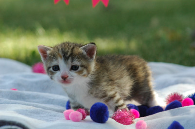 Purrs - N - Paws - Pet Shelter and Rescue in Anoka, Minnesota