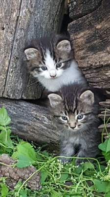 S.O.S. - Pet Shelter and Rescue in Saint Ansgar, Iowa