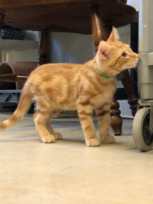 Driftless Humane Society - Pet Shelter and Rescue in Viroqua, Wisconsin