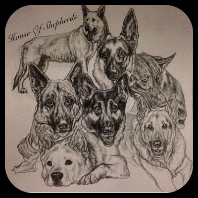 House Of Shepherds Rescue - Pet Shelter and Rescue in Corona, California