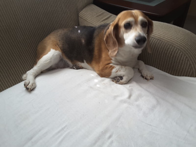 SandHillBeagles Rescue - Pet Shelter and Rescue in Macclesfield, North Carolina