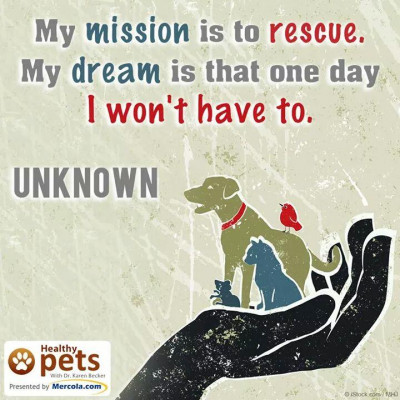 East Coast Brussels Griffon Rescue - Pet Shelter and Rescue in Greensboro, North Carolina