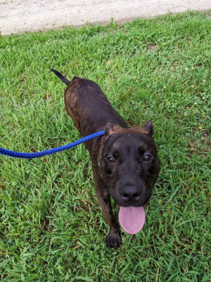 Stray Haven - Pet Shelter and Rescue in Dundas, Virginia