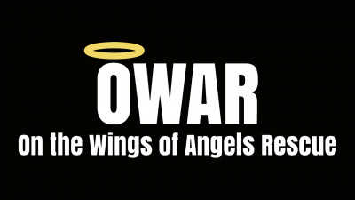 On The Wings Of Angels Rescue - Pet Shelter and Rescue in Odessa, Florida