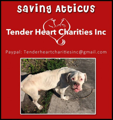 Tender Heart Charities Inc. - Pet Shelter and Rescue in Sarasota, Florida