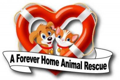 A Forever Home Animal Rescue, Inc - Pet Shelter and Rescue in Eustis, Florida