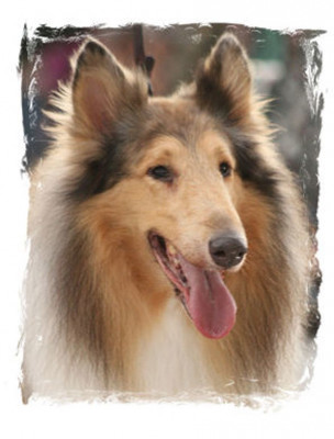 Collie Rescue Of Tampa Bay, Inc. - Pet Shelter and Rescue in Clearwater, Florida