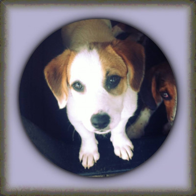 Dog Saver - Pet Shelter and Rescue in Washington, Missouri