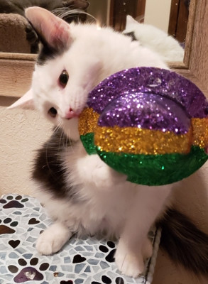 People Helping Paws - Pet Shelter and Rescue in Jefferson City, Missouri