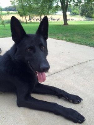 Journey Home German Shepherd Dog Rescue - Pet Shelter and Rescue in Jefferson City, Missouri