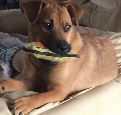 The Road Home Animal Project - Pet Shelter and Rescue in Saint Clairsville, Ohio