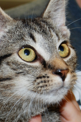 Doddridge County Humane Society, Inc. - Pet Shelter and Rescue in Salem, West Virginia