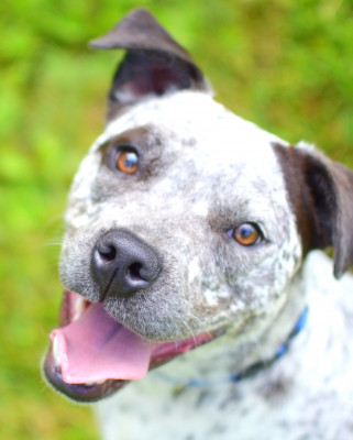 Safe Shelter Inc - Pet Shelter and Rescue in Flintstone, Maryland