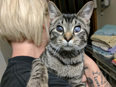 Frankies Friends Cat Rescue - Pet Shelter and Rescue in New Kensington, Pennsylvania