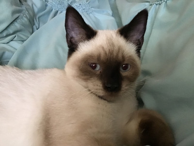 Purrfect Kitty Rescue - Pet Shelter and Rescue in Export, Pennsylvania