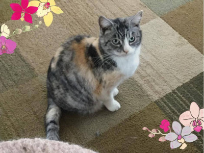 Pet Connection, Inc. - Pet Shelter and Rescue in Avonmore, Pennsylvania