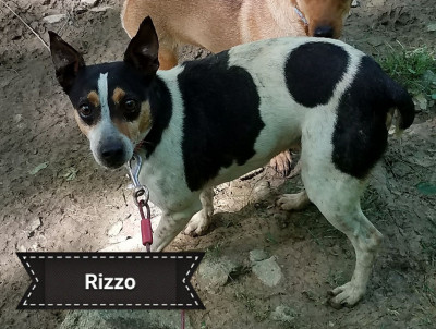 Annies Orphans - Pet Shelter and Rescue in Gaithersburg, Maryland