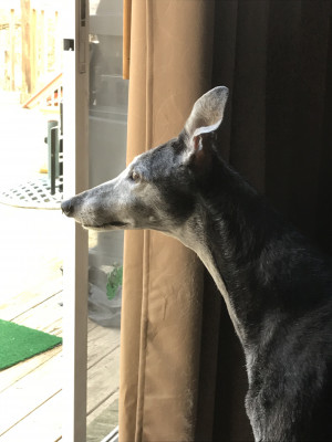 Greyhound Pets Of America, Greater Cincinnati, Inc - Pet Shelter and Rescue in Florence, Kentucky