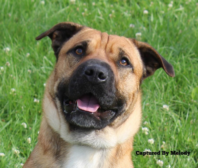 Helping Hounds Find Homes, Inc. - Pet Shelter and Rescue in Cynthiana, Kentucky