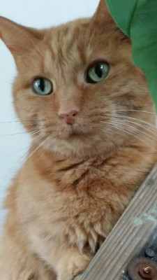 Smiley Cat Rescue - Pet Shelter and Rescue in Cincinnati, Ohio