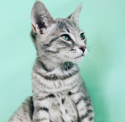 The Scratching Post - Pet Shelter and Rescue in Cincinnati, Ohio