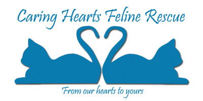 Caring Hearts Feline Rescue - Pet Shelter and Rescue in Versailles, Kentucky