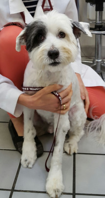 Tibetan Terrier Club Of America Rescue - Pet Shelter and Rescue in Scotch Plains, New Jersey