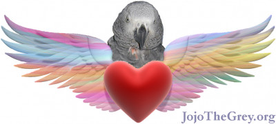 JoJo The Grey Adoption And Rescue For Birds Inc. - Pet Shelter and Rescue