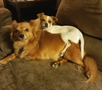 Wonder Pets Rescue - Pet Shelter and Rescue in Yakima, Washington