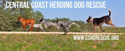 Central Coast Herding Dog Rescue - Pet Shelter and Rescue in Paso Robles, California