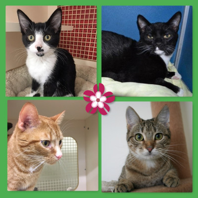 St. Francis Humane Association - Pet Shelter and Rescue in Bon Air, Virginia