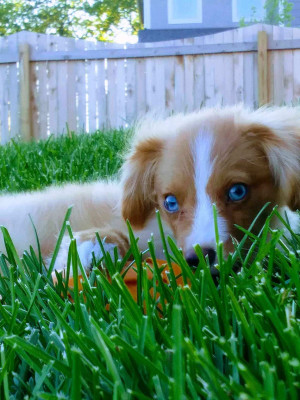 Wigglebutts Aussie Rescue, Inc. - Pet Shelter and Rescue in Parker, Kansas