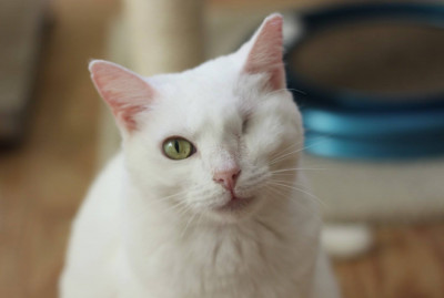 Purr Nation Cat Alliance - Pet Shelter and Rescue in Kennesaw, Georgia