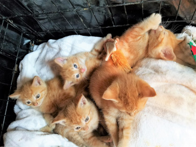 Paws And Whiskers - Pet Shelter and Rescue in Atlanta, Georgia