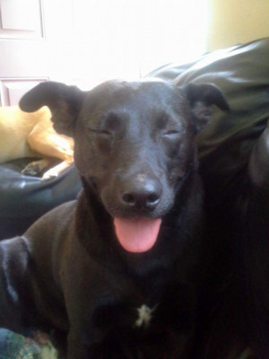 Alpha Dog Rescue - Pet Shelter and Rescue in Lebanon, Maine