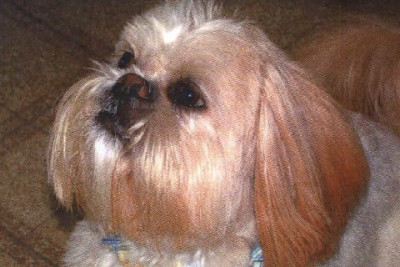 Bluegrass Shih Tzu Rescue Inc. - Pet Shelter and Rescue in Lexington, Kentucky