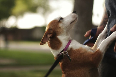 Forgotten Friends Texas Rescue RGV - Pet Shelter and Rescue in Mission, Texas